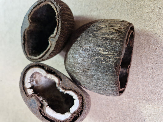 Cosses de Palmier
