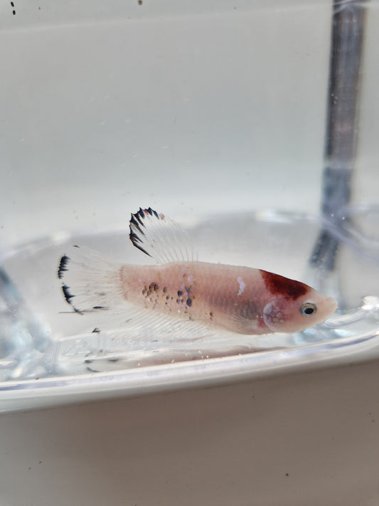 Betta Splendens mâle N°13