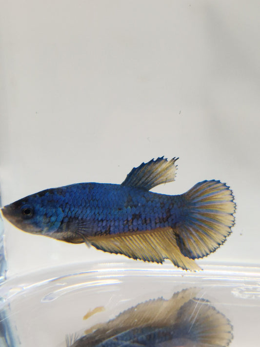 Betta Splendens mâle N°5