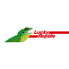 Lucky reptile